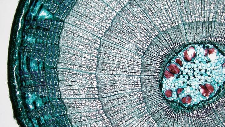 a microscopic image shows the cells of a cross section of tilia, appearing as a dark blue outer circle, three lighter rings, and a center of blue and burgundy cells
