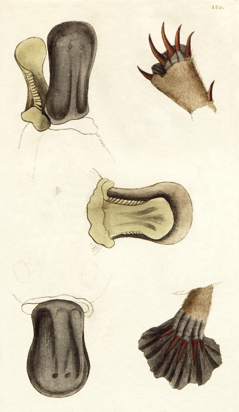 18th-century illustrations of platypus bills, teeth, and feet.