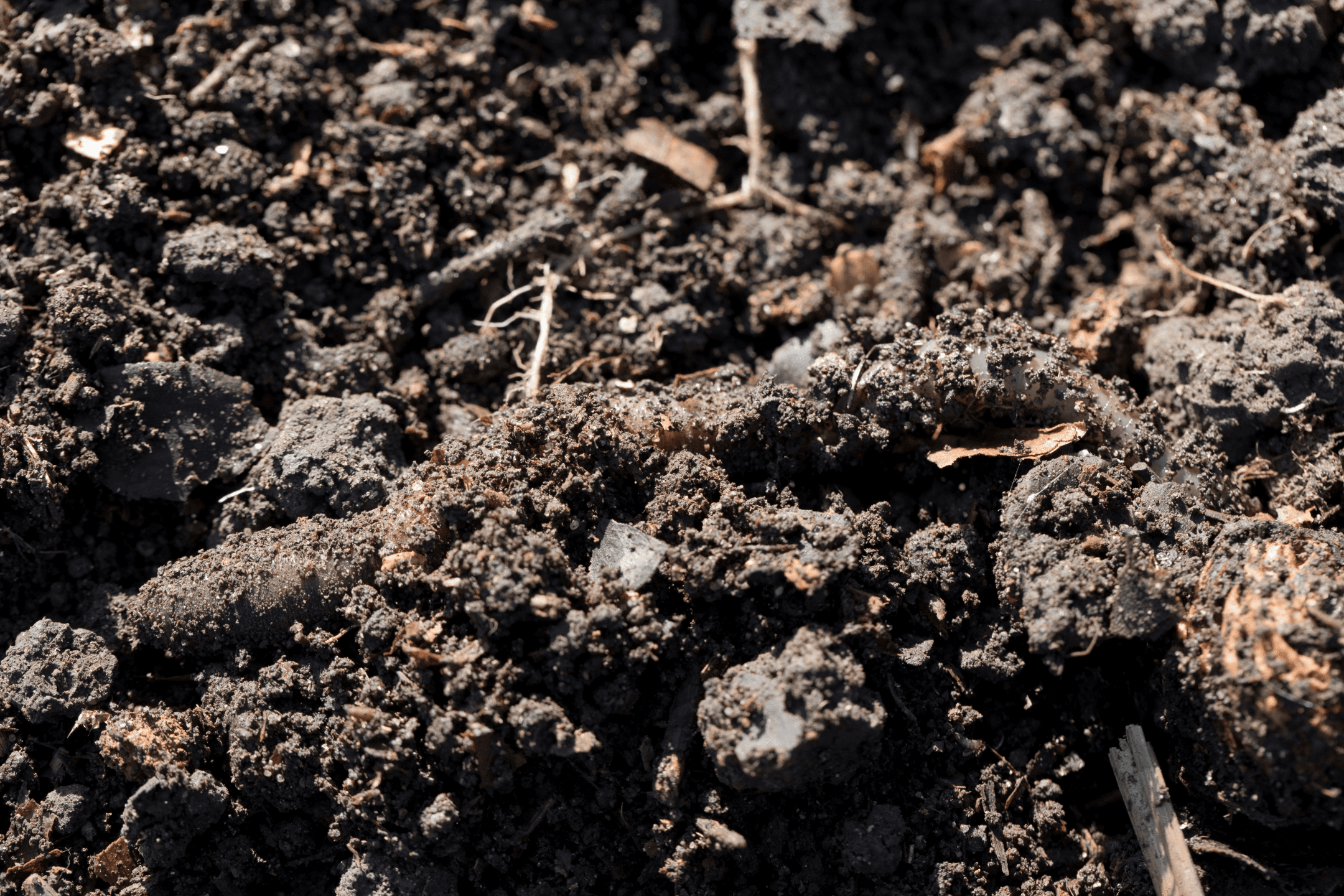 close up photograph of dark brown soil during the day
