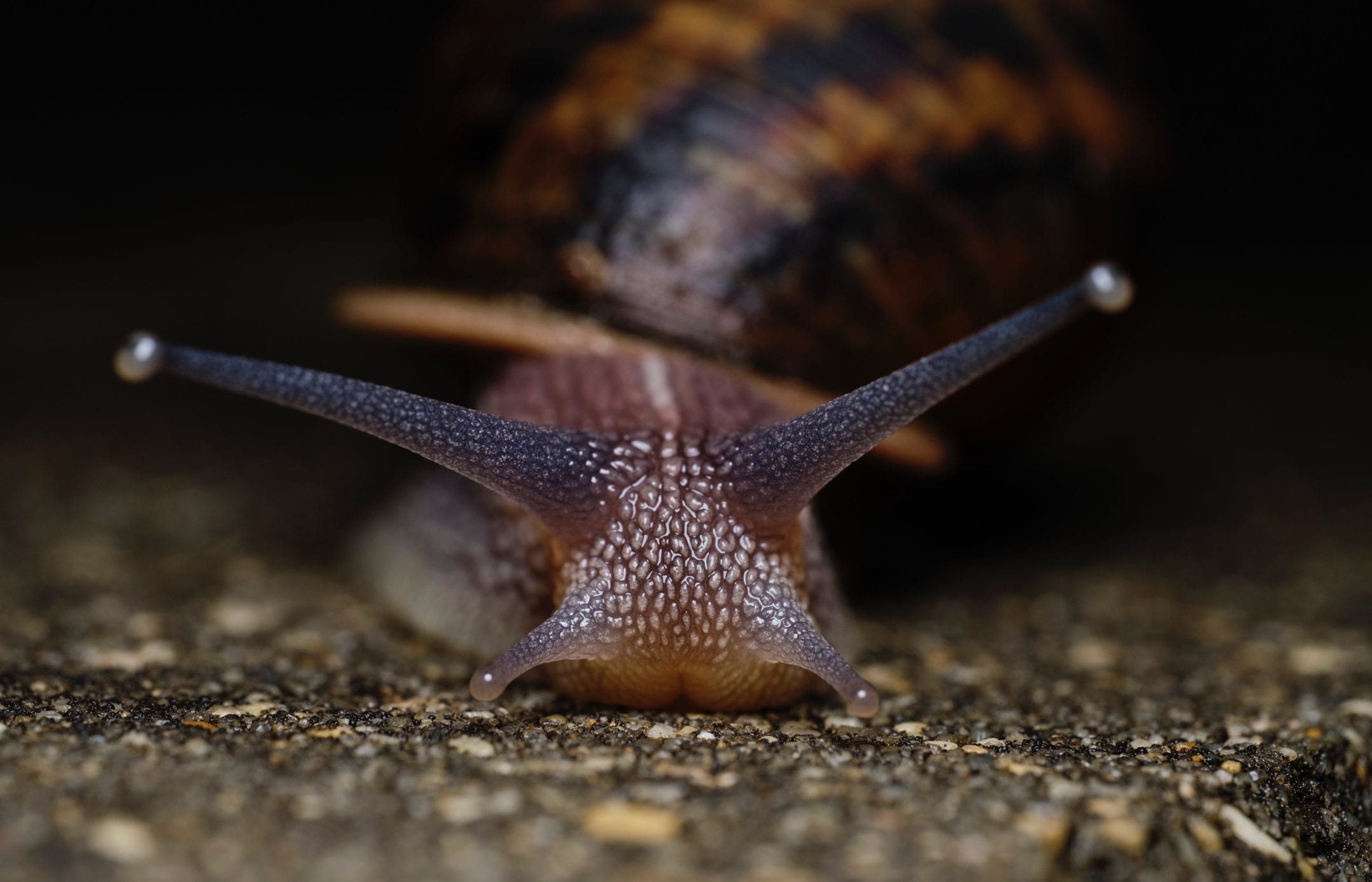 close up eye level view of a snail with a dark background
