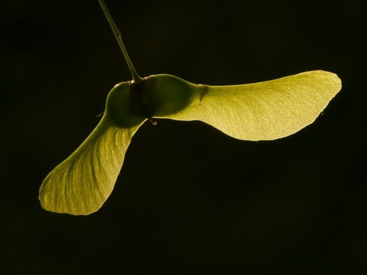 a green winged seed against a black background