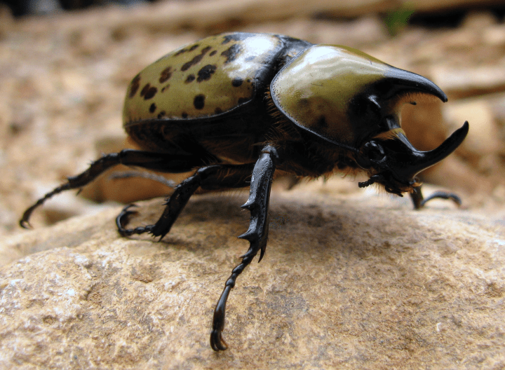 photograph of green beetle with black spots standing on a rock