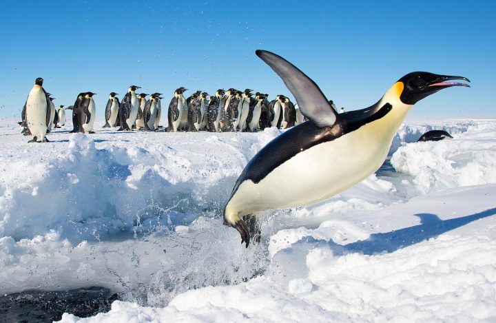 emperor penguin launching out of the water