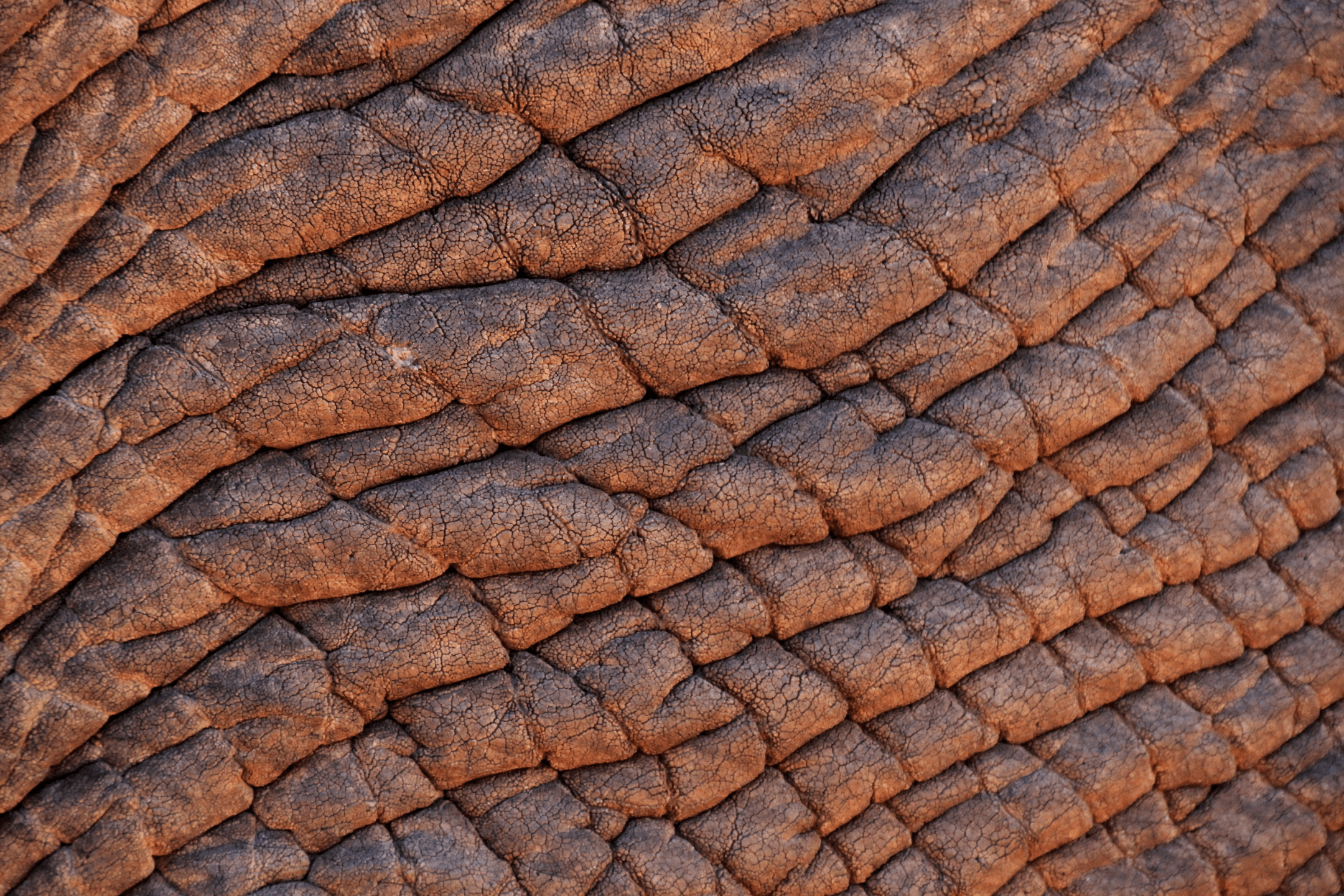 close up photograph of reddish brown elephant skin