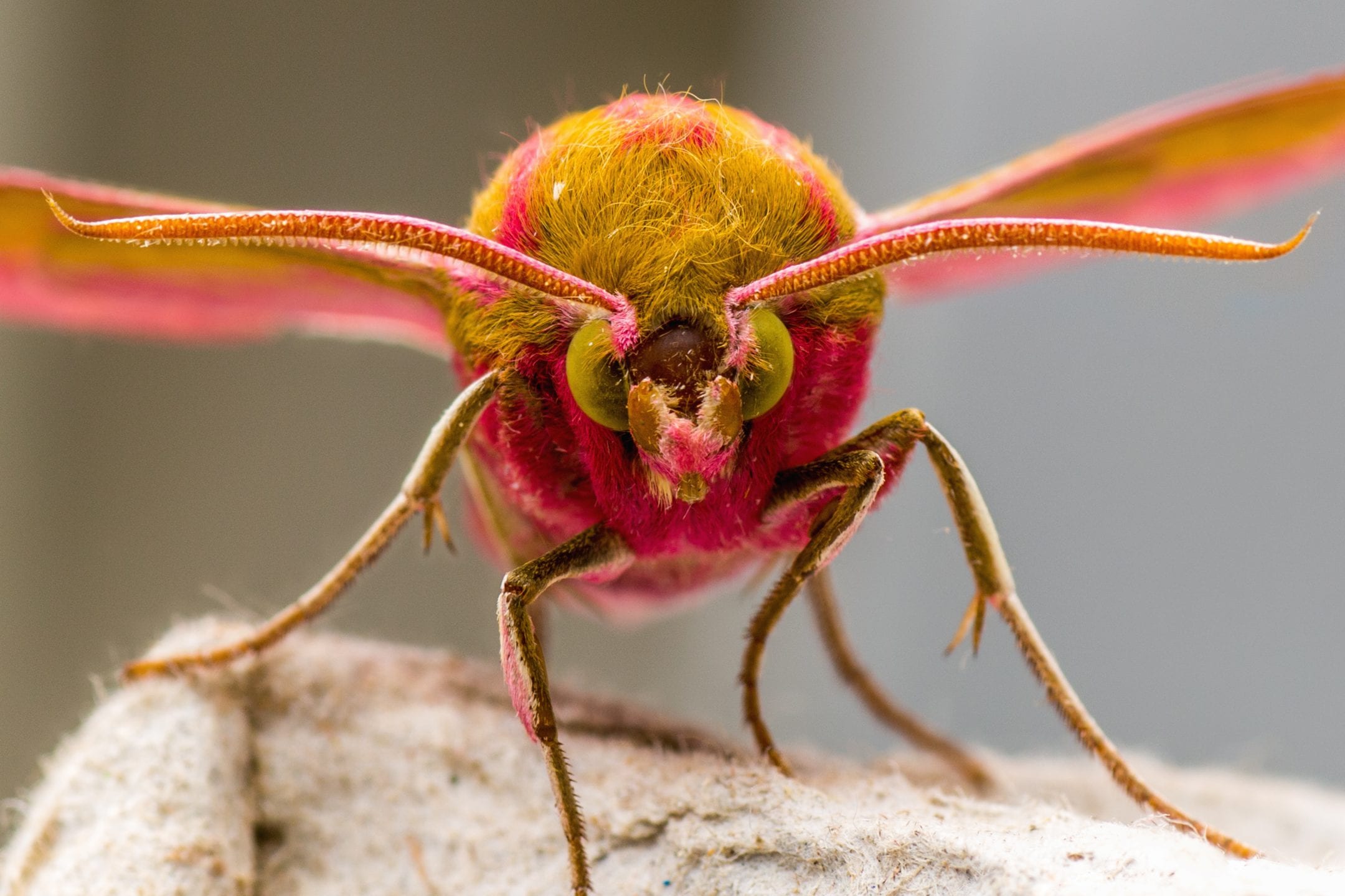 an elephant hawk-moth photographed head on with its bring pink lower body and yellow top, long legs and big yellow eyes