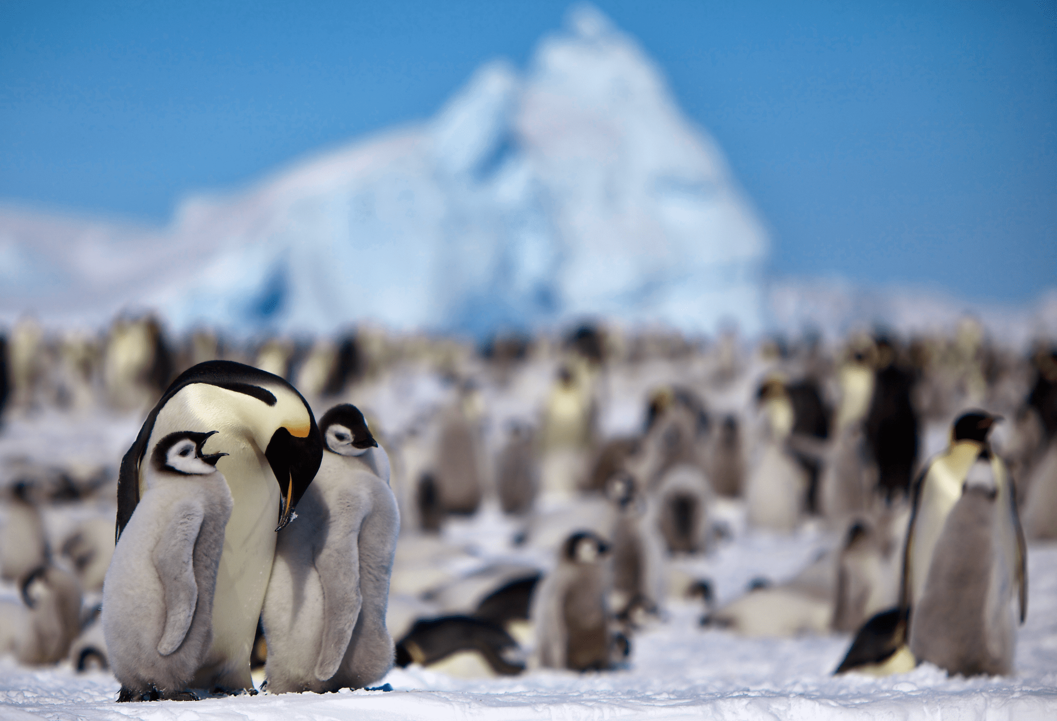 penguins huddled together on snow with a mountain in the background