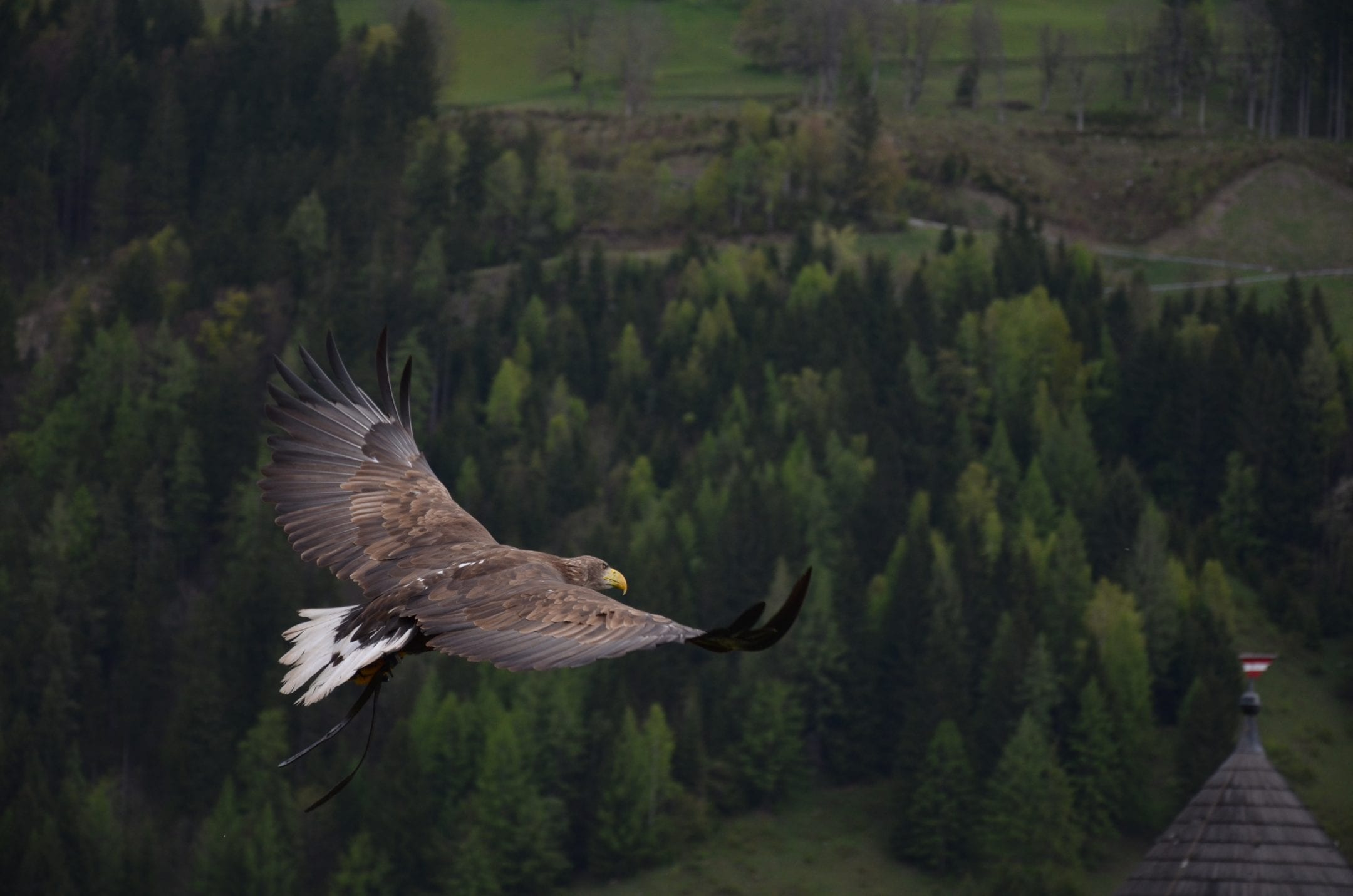 a brown eagle with a large wingspan flies over dark green trees