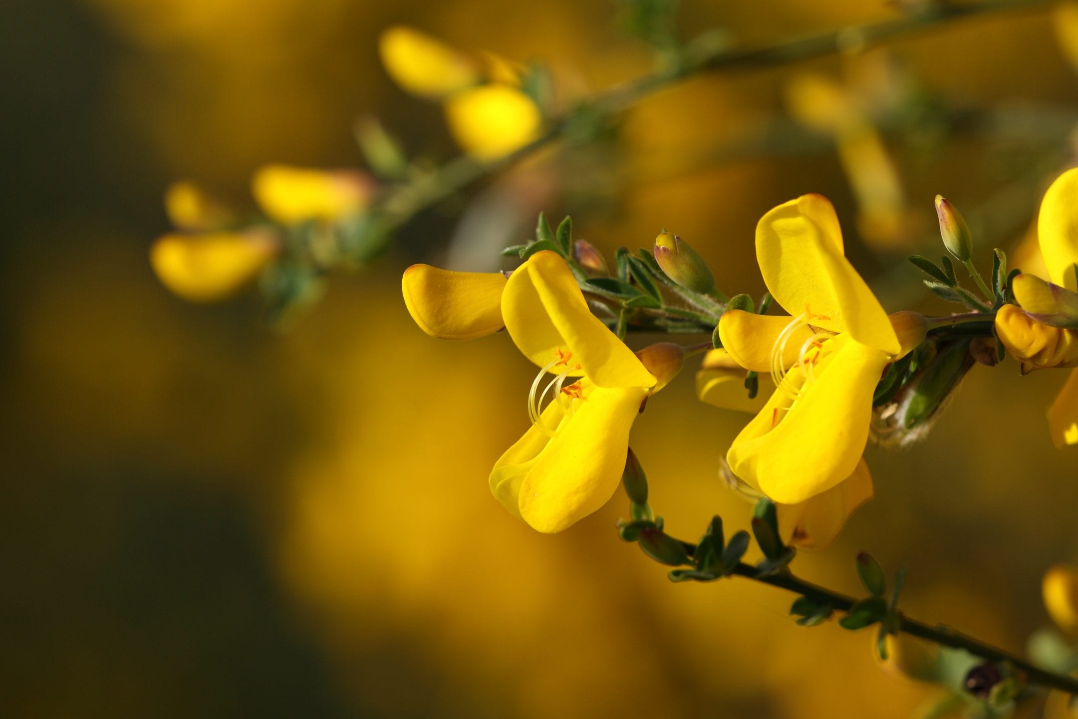 small bright yellow flowers of a broom shrub open towards the sun