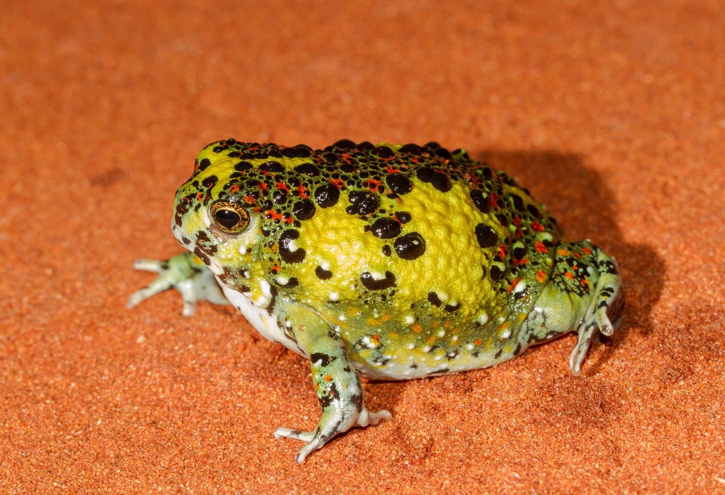 El pegamento protege de las picaduras de insectos — Estrategia ...