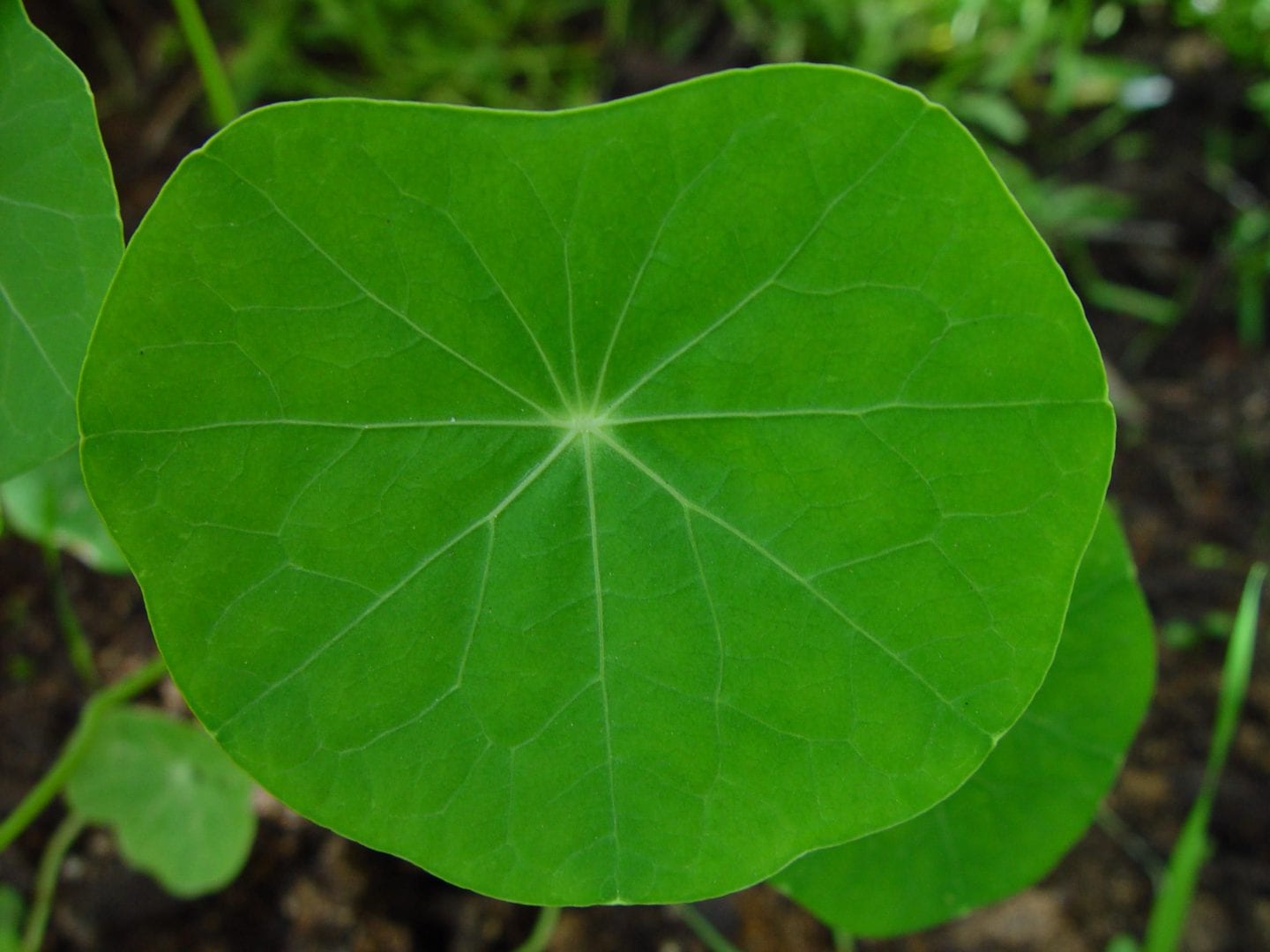Leaves Ridges Leaf Ridges Reduce Contact Time With Water Drops — Biological Strategy ...