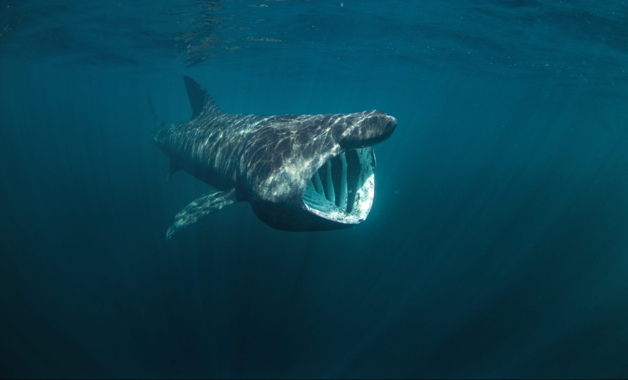gray shark with mouth open swimming underwater