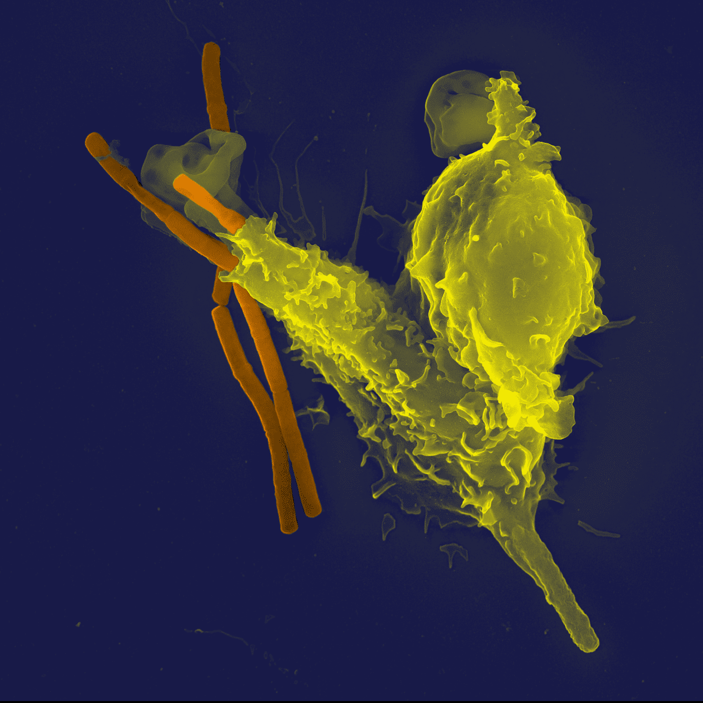 Cells Engulf Whole Solid Particles — Biological Strategy — AskNature