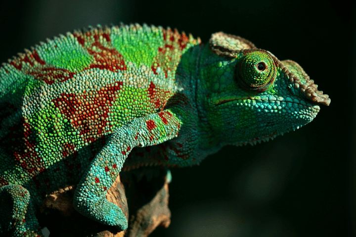 green, red, blue and brown chameleon on brown tree branch