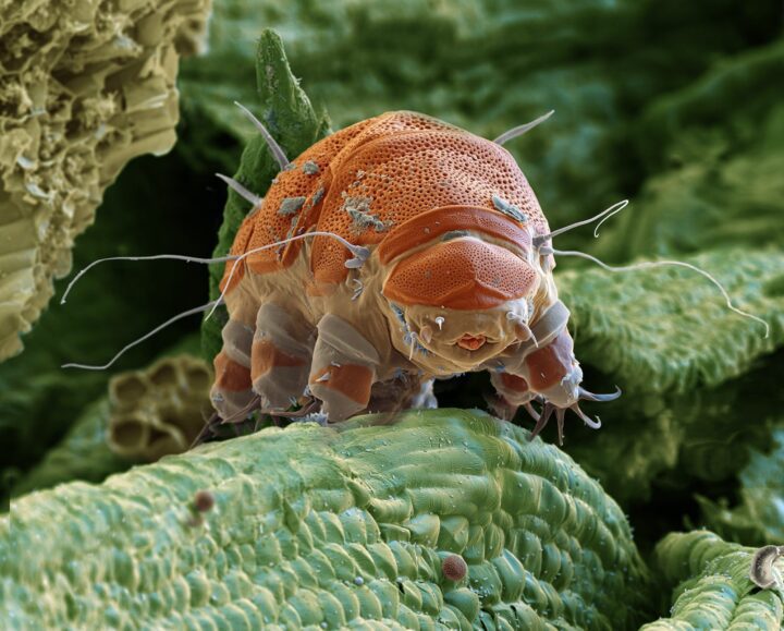 A tardigrade swims among moss.