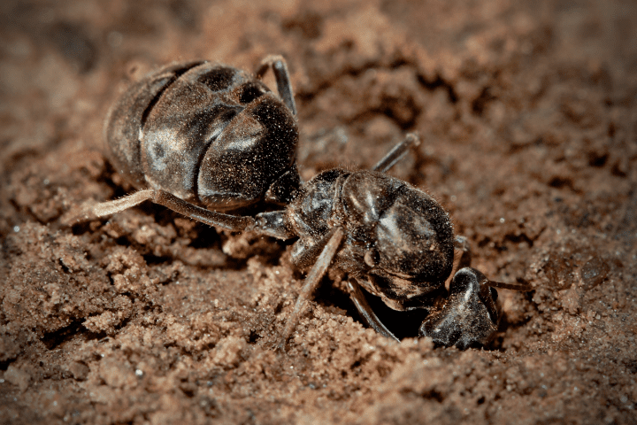 dark brown ant on brown soil