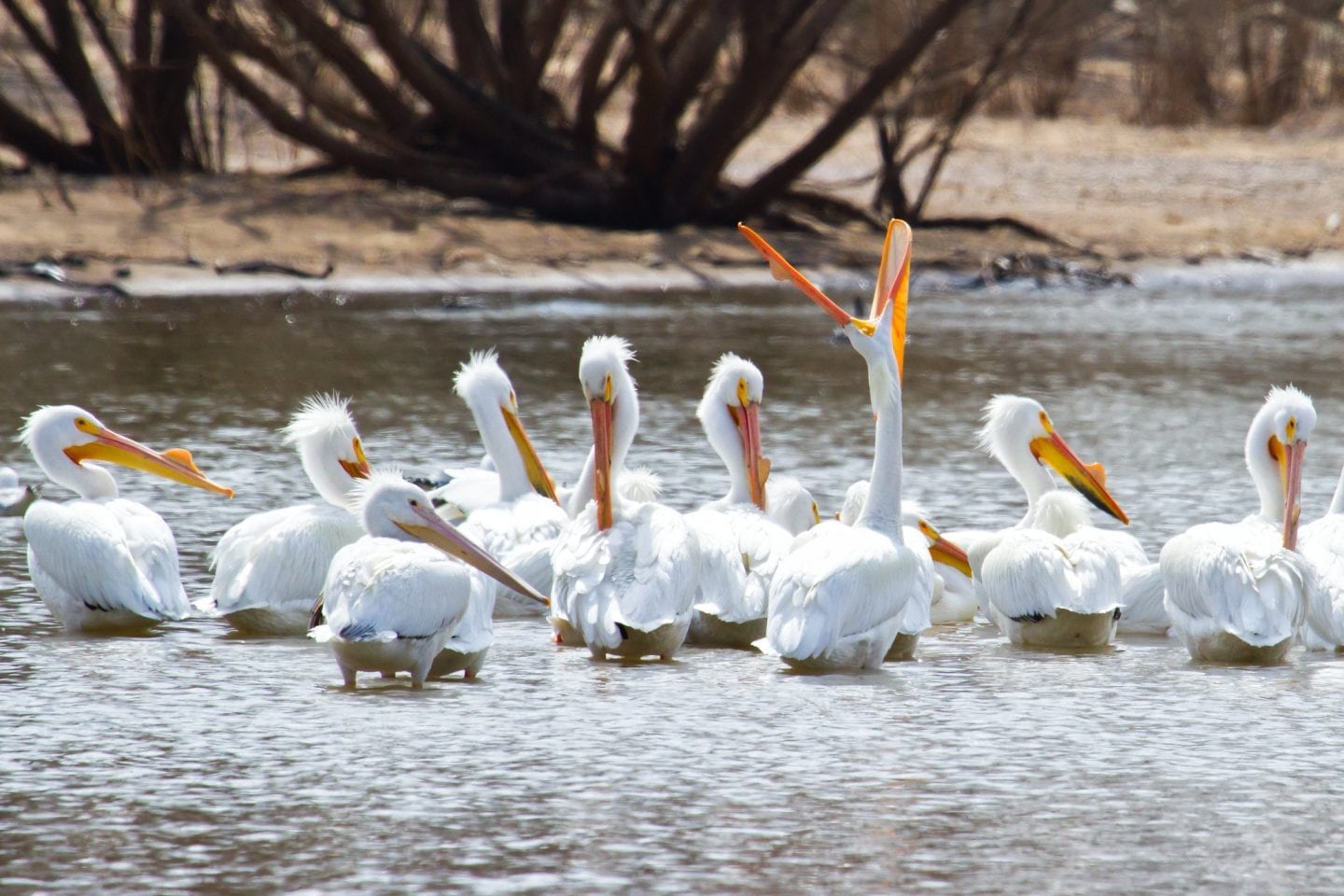 white pelicans on body of water during the daytime