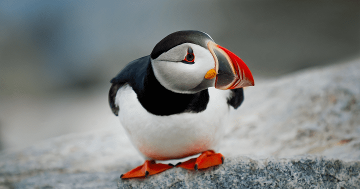 photograph of a puffin standing on a rock
