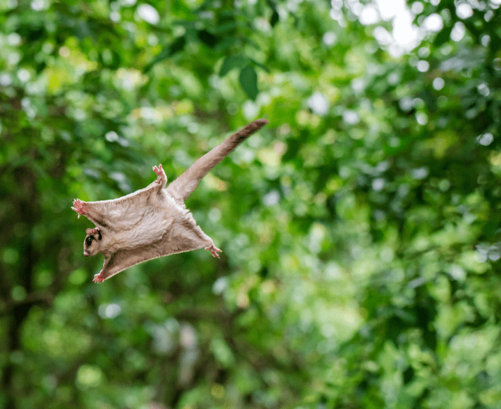 photograph of beige gliding possum with trees in background