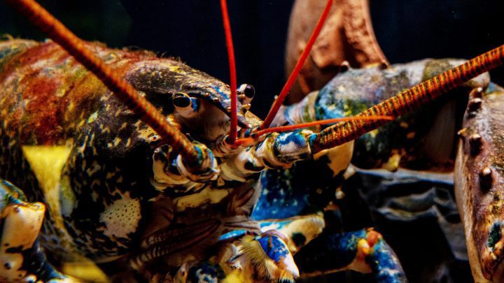 close up view of a lobsters eyes with a dark background