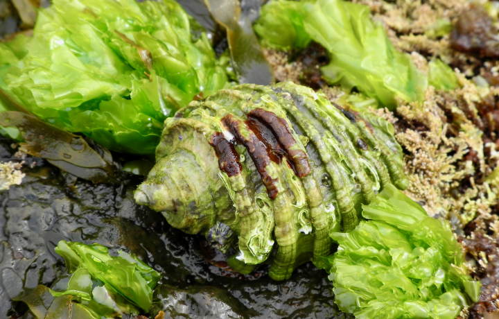 green and brown sea shell next to green algae