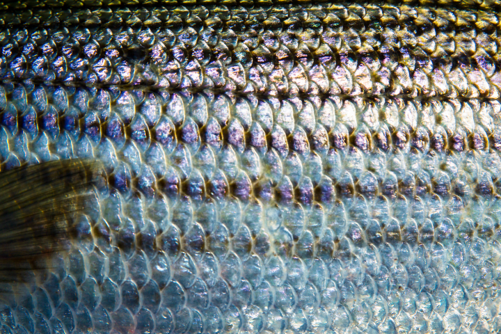 close up photograph of silver and black fish scales