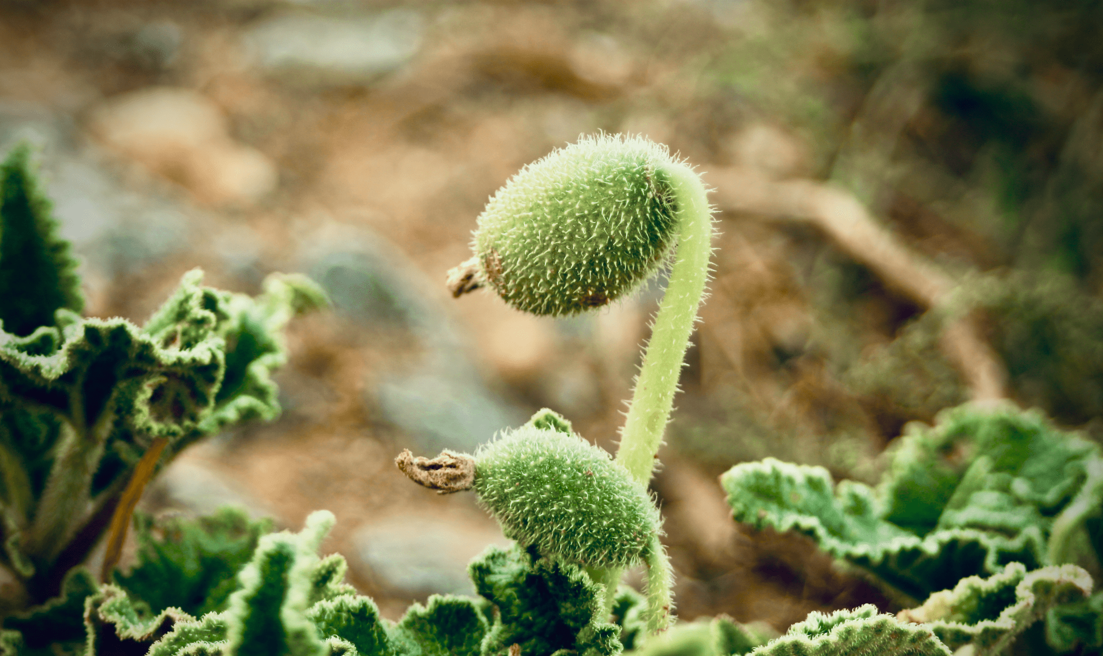 plante anisette Anise Seed (Pimpinella anisum) main image 1