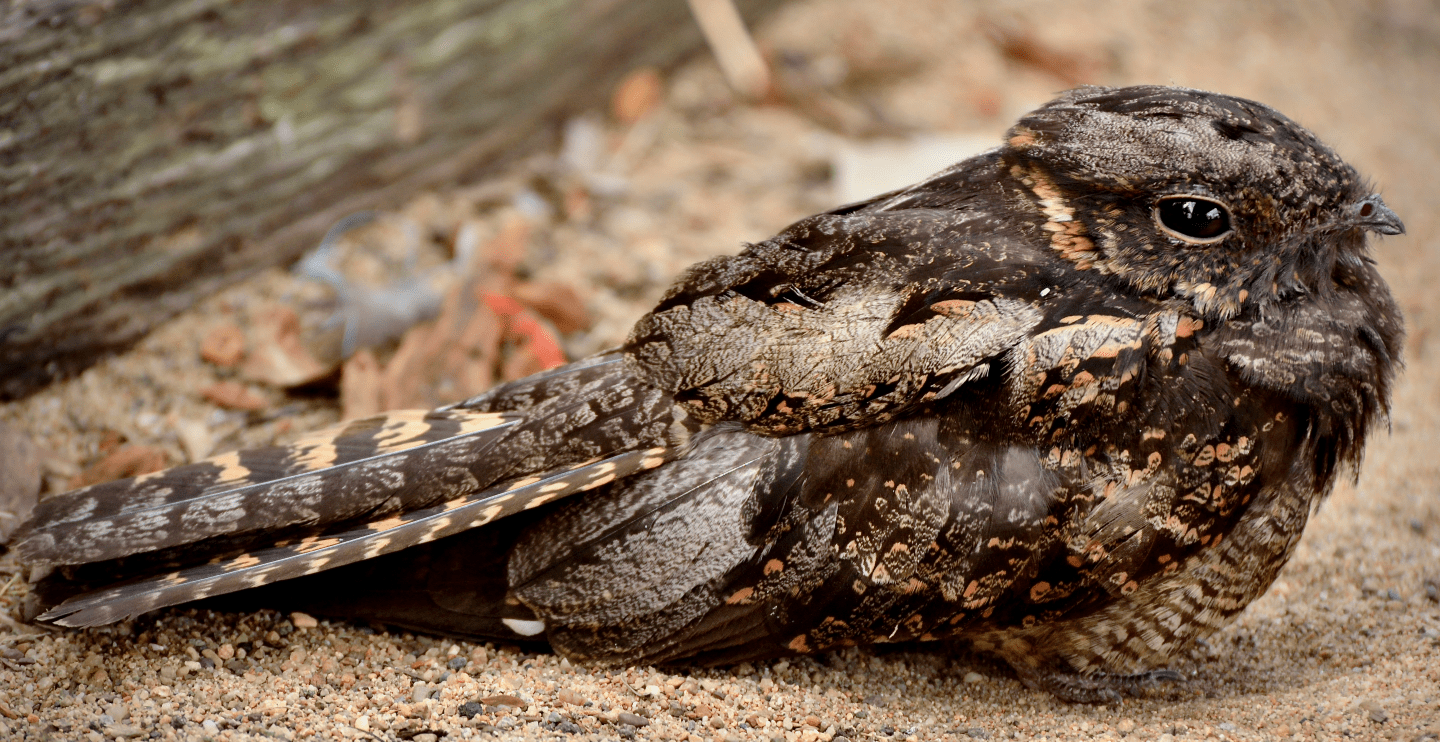 Gular Insects Gular Fluttering Dissipates Heat — Biological Strategy — AskNature