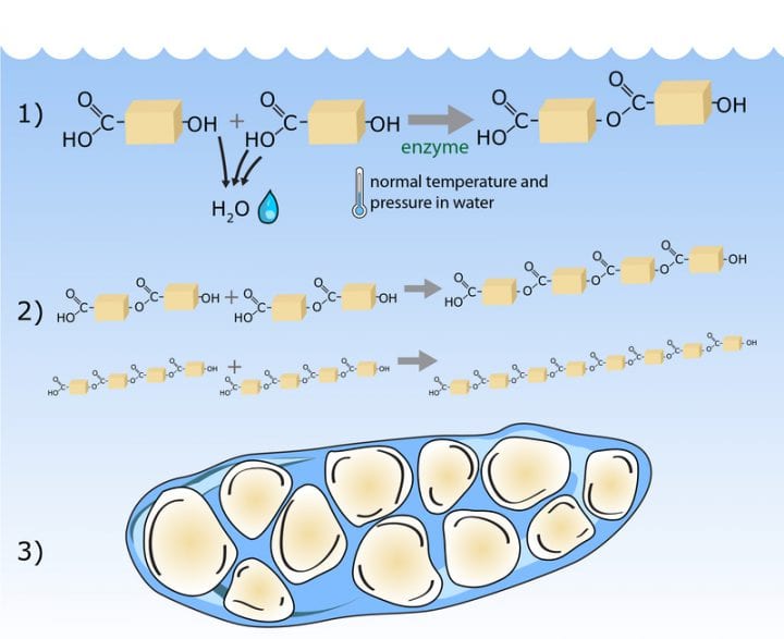Cells Produce Polyester — Biological Strategy — AskNature