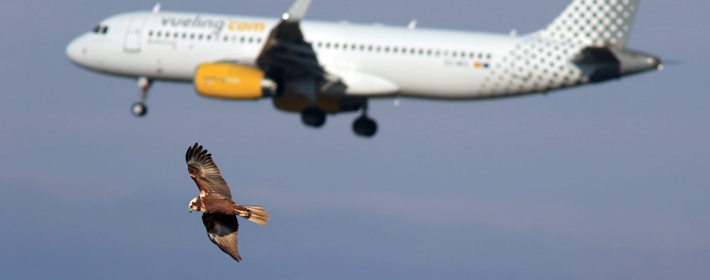 Raptors soar with commercial airplane in the background.