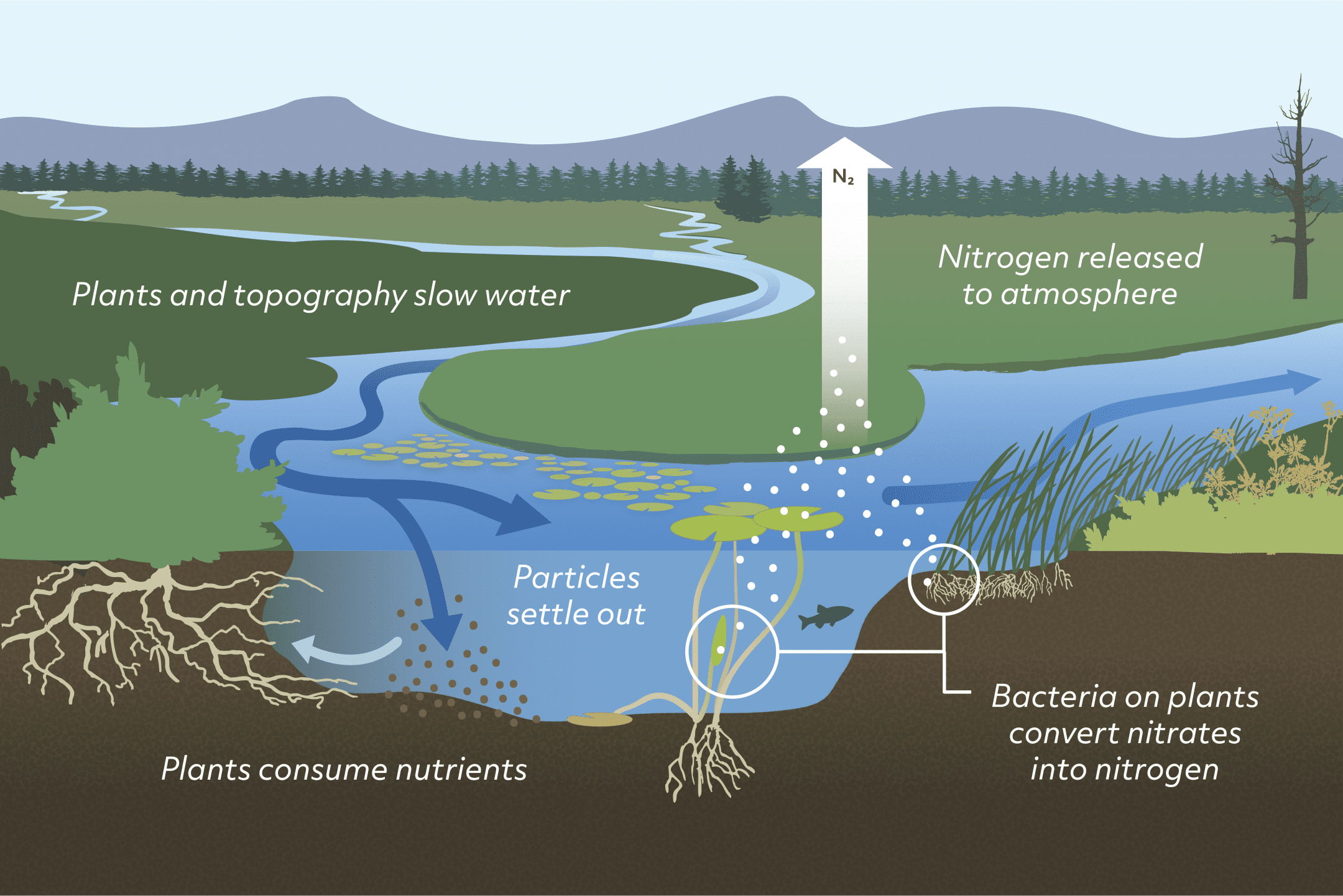 Les Organismes En Interaction Filtrent L eau Strat gie Biologique 