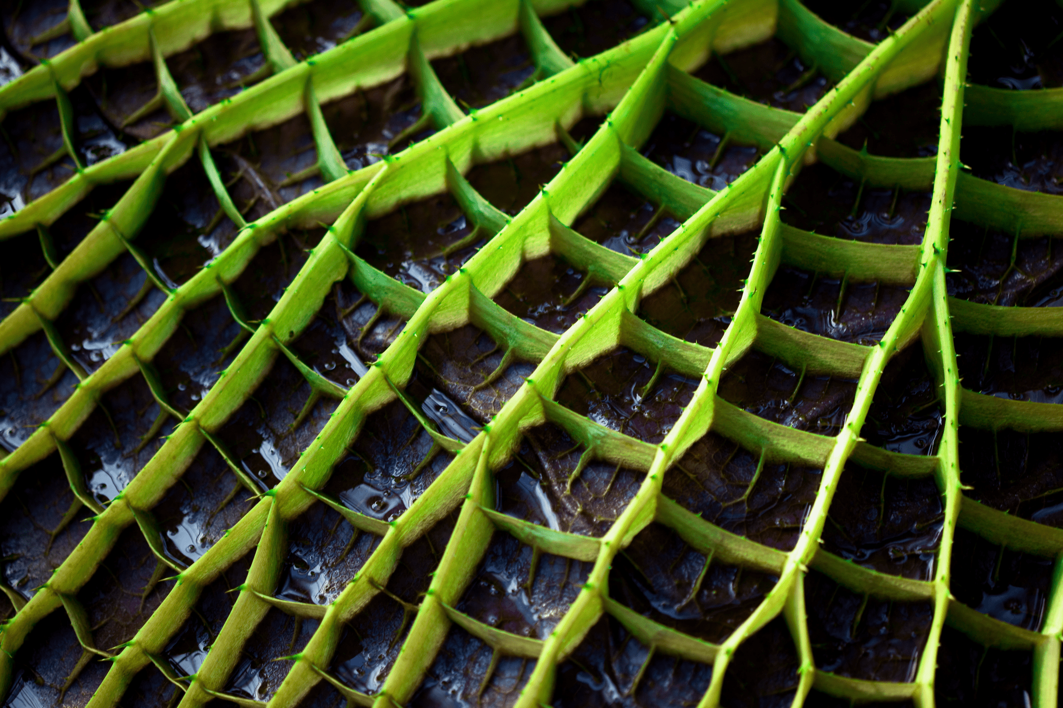 close up shot of green and dark brown plant