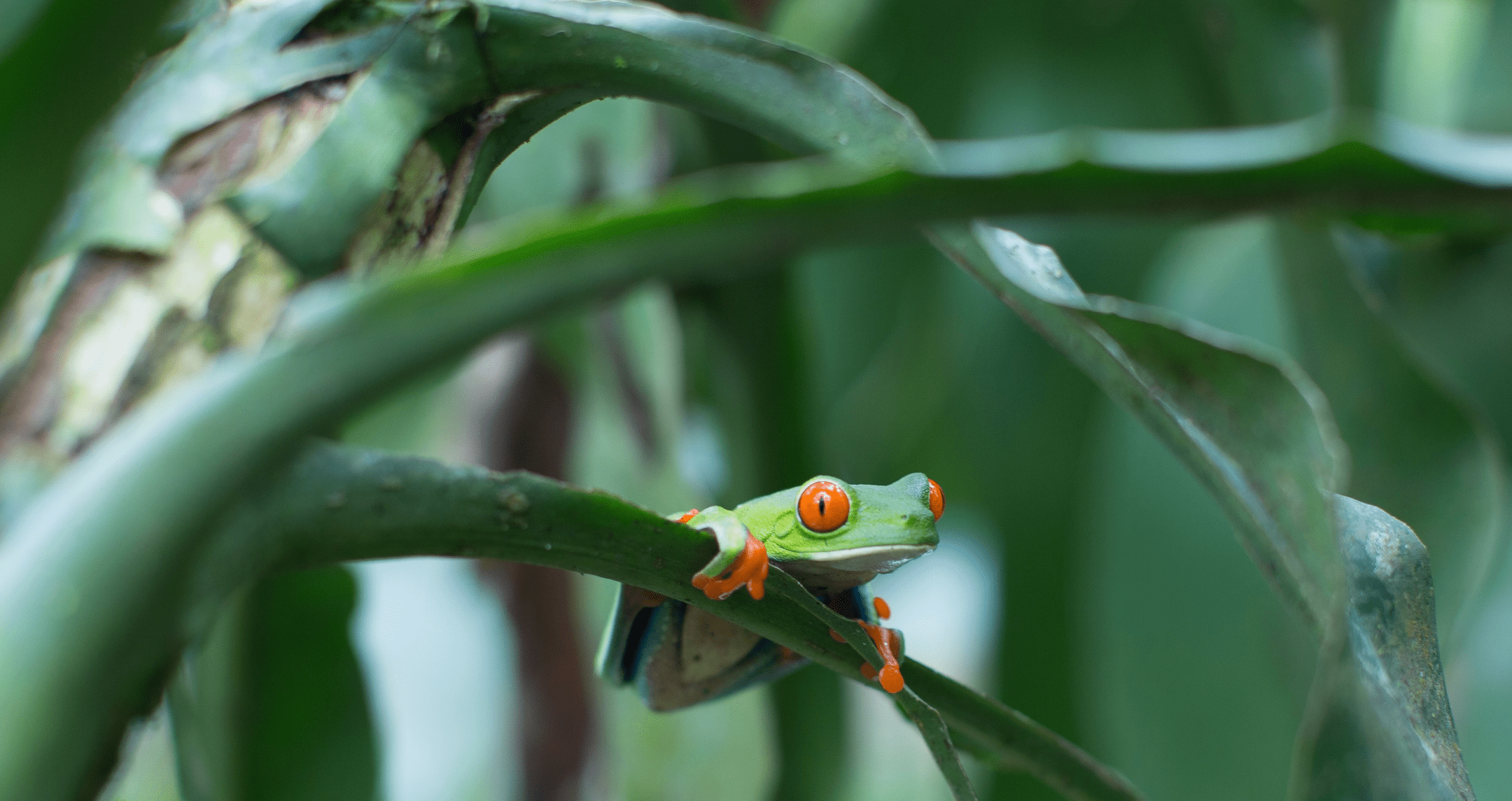 Kaeru / Japanese Creation of Myth, image size:2160x1145