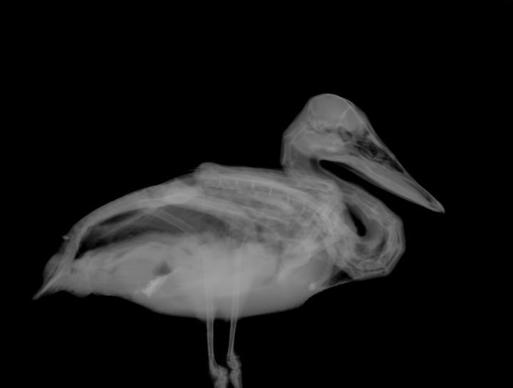 x ray of a wild duck