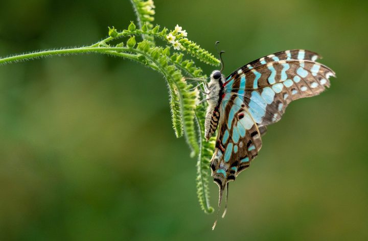 a butterfly with a white body, black wings with blue spots sits on a green plant with a green background