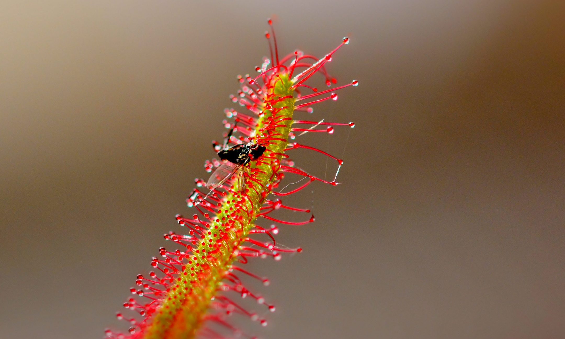 Sindurey Insect Hairs Change Position Quickly — Biological Strategy — AskNature