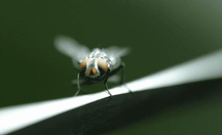 close up photograph of fly with red eyes