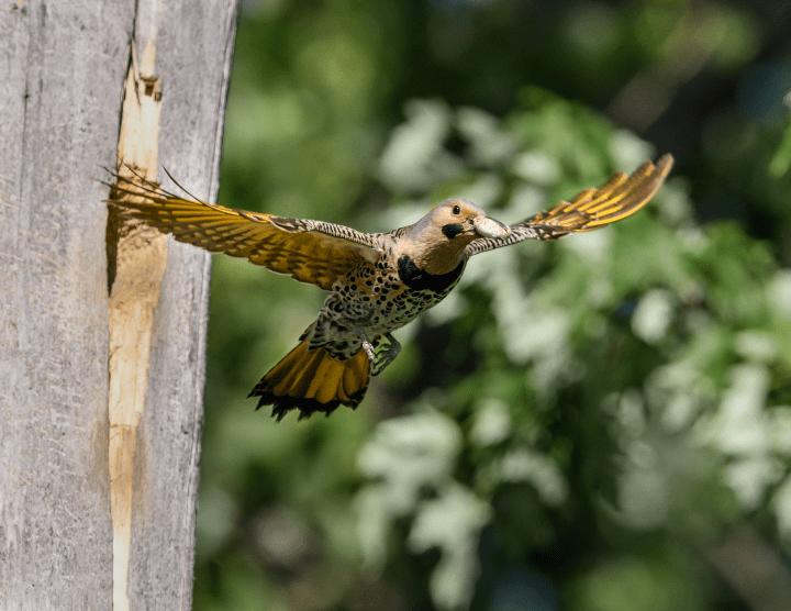 photograph of yellow, white and brown bird flying with white fecal sack in beak