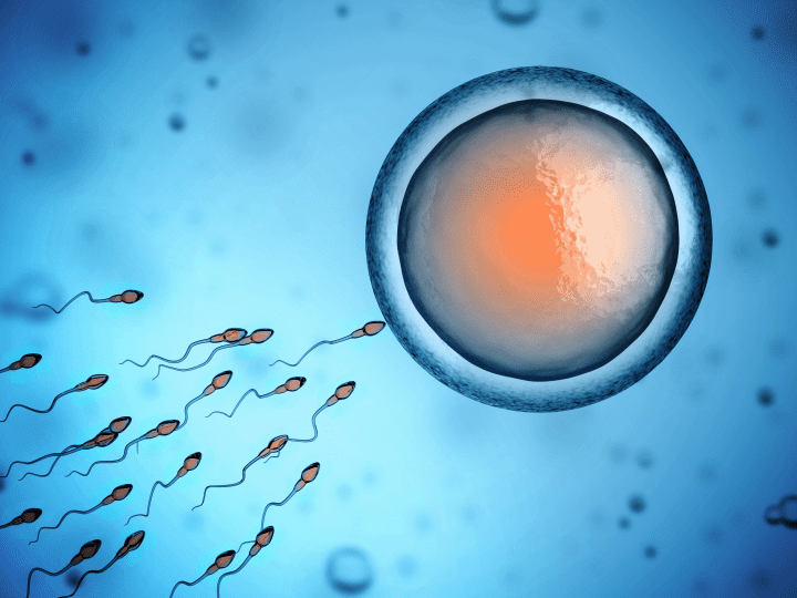 3d image of egg cell and sperm