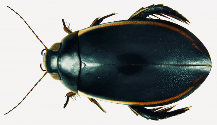 macro photo of black and yellow beetle on white surface