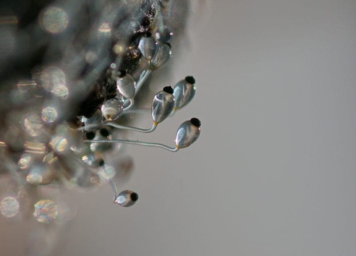 a transluscent fungus with a black spore at the top is seen against a blurry gray background