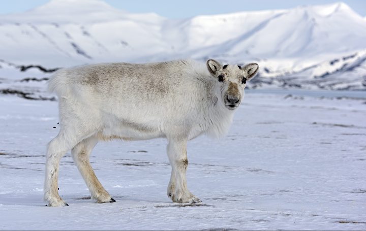 a white reindeer without antlers looks toward the camera in a snowy environment