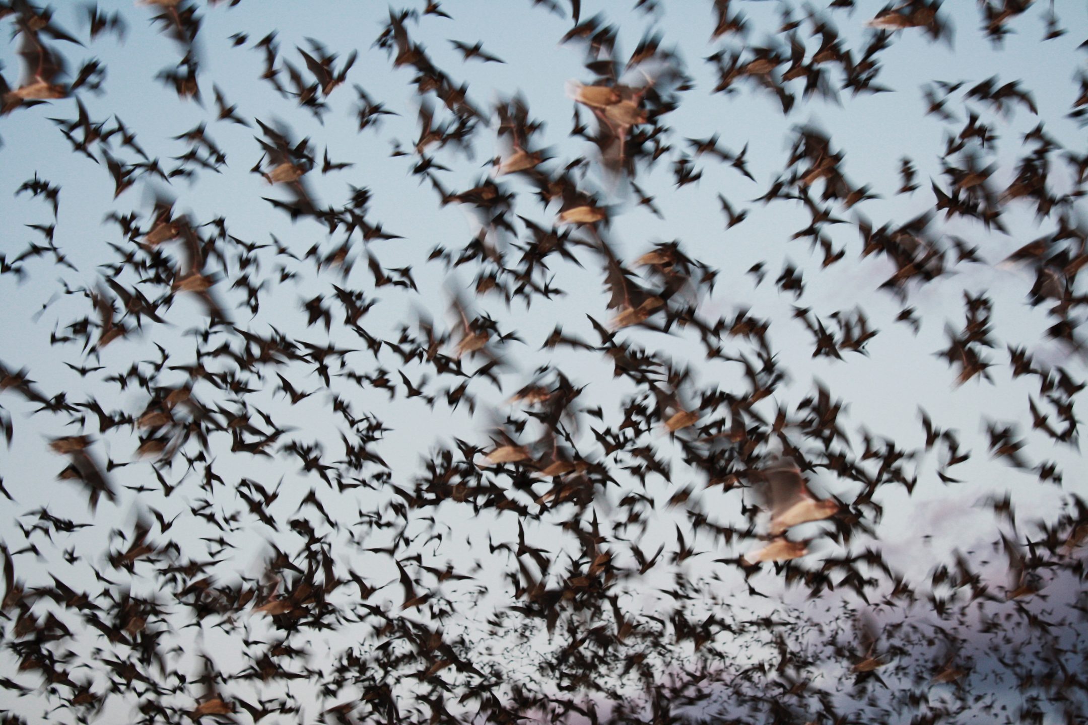 a huge group of mexican free tailed bats fly in a flurry out of bat cave at dusk