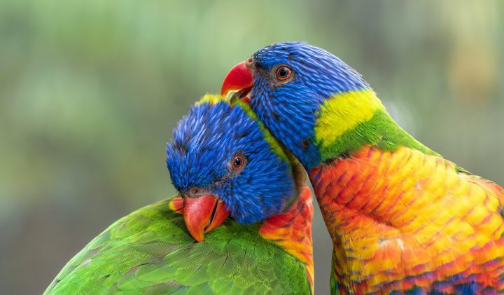 brightly colored blue green and orange lorikeets preen each other against a blurry background