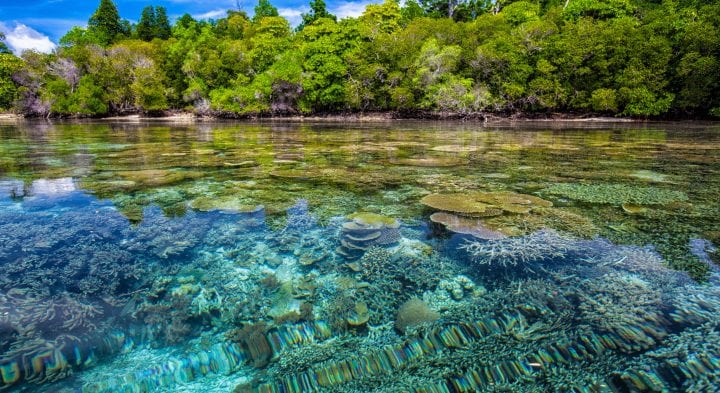 a coral reef is seen just below water surface near a coast with lush green trees
