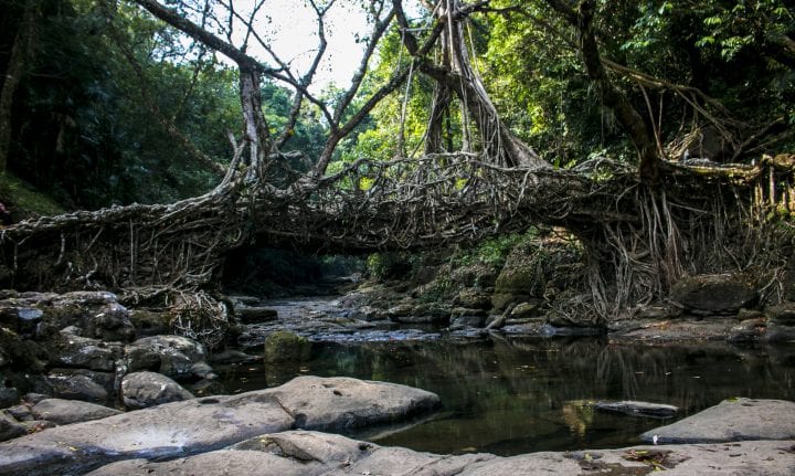 bridge constructed from living roots growing over a river