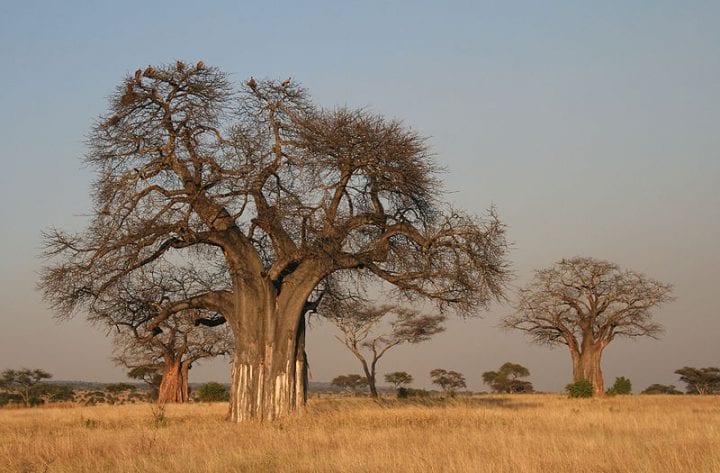 Large Trunks and Thick Bark Prevent Buckling — Biological Strategy ...
