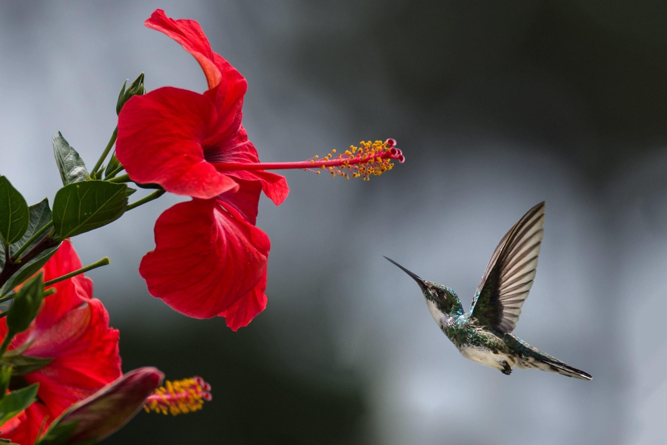 A gray hummingbird flies next to a bright red flower