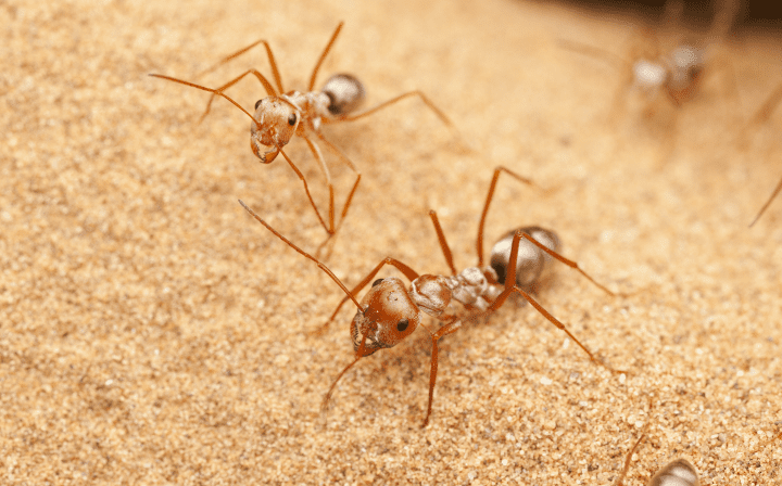 close up photograph of reddish-brown ants crawling on sand