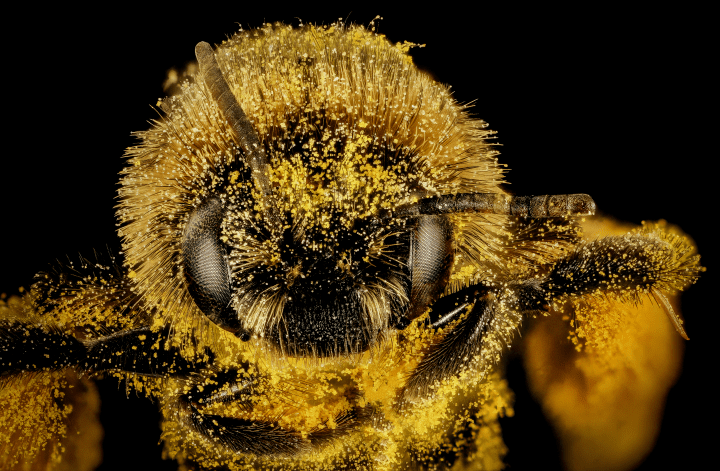 yellow and black bee covered in yellow pollen in close up photo