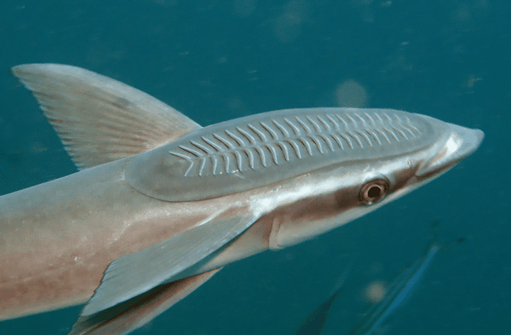 Suction disc of a Slender Suckerfish (Echeneis naucrates)
